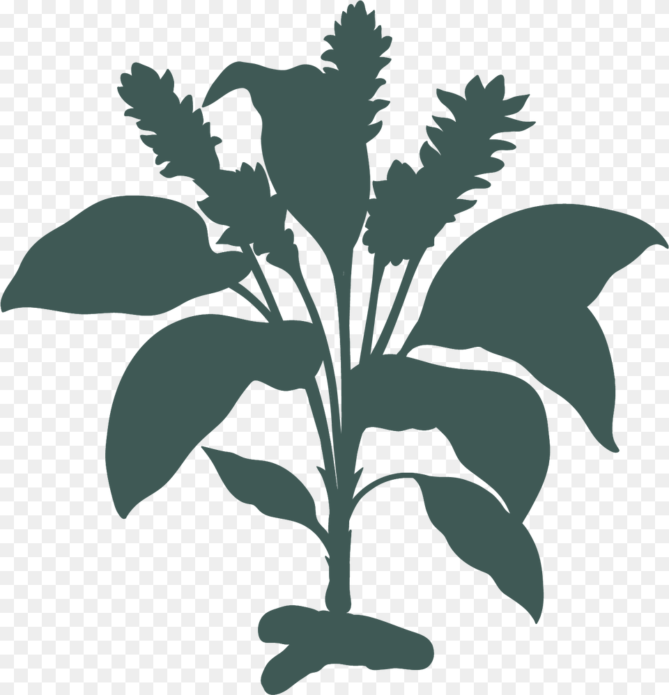Turmeric Plant Turmeric Plant Turmeric Diagram, Herbal, Herbs, Leaf, Stencil Png