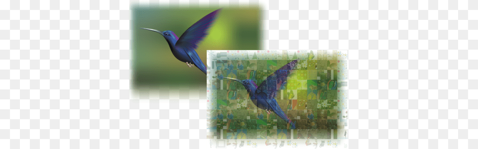 Turning Artwork Into A Mosaic Composed Of Images Photococktail Coreldraw, Animal, Bird, Hummingbird, Person Free Png Download