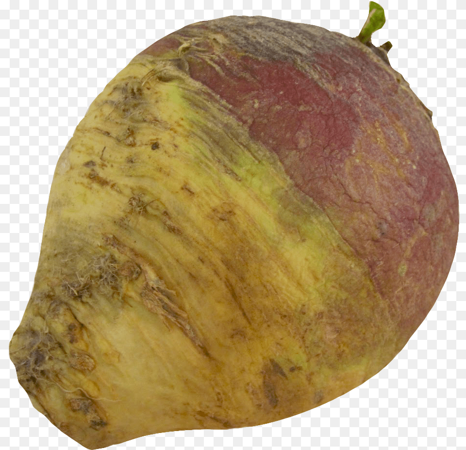 Turnip Rutabaga Root Image Rutabaga, Food, Plant, Produce, Vegetable Free Png