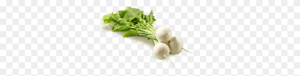 Turnip Small, Food, Produce, Vegetable, Radish Free Png Download