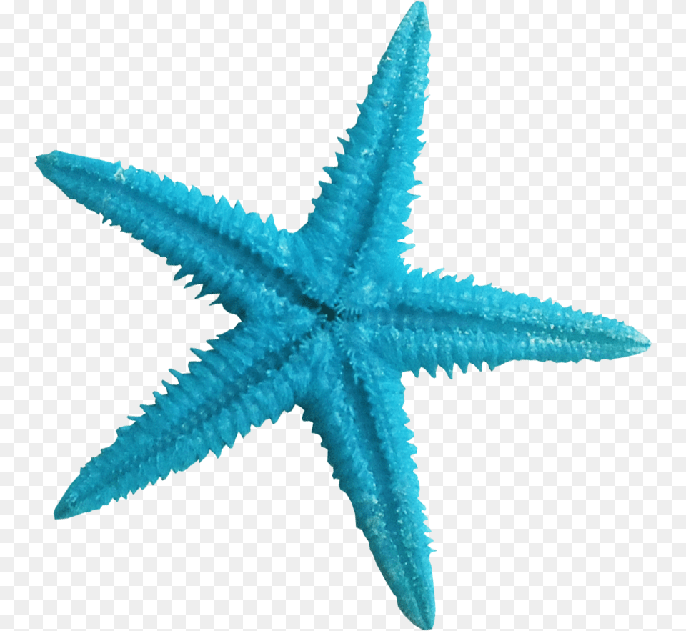 Turquoise Clipart Blue Starfish Starfish, Animal, Sea Life, Invertebrate Free Transparent Png