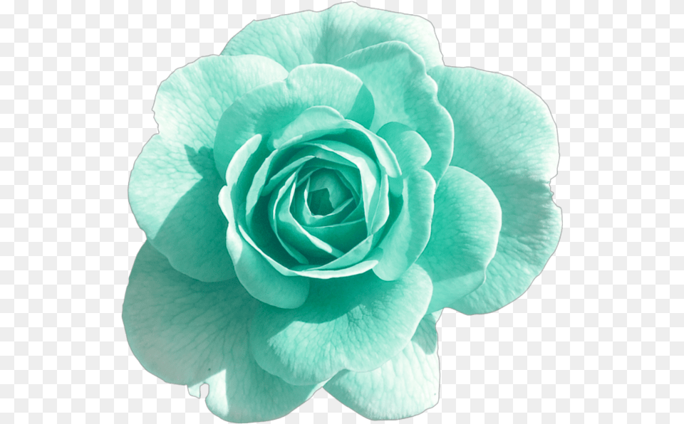 Turquoise Rose Blue Green Blush Flower Flowers Flower With Background, Plant, Petal Png Image