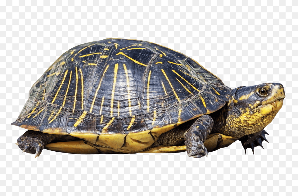Turtle, Animal, Box Turtle, Reptile, Sea Life Png Image
