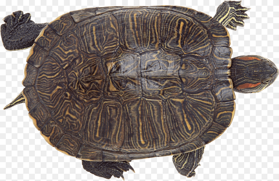 Turtle, Animal, Reptile, Sea Life, Tortoise Free Transparent Png