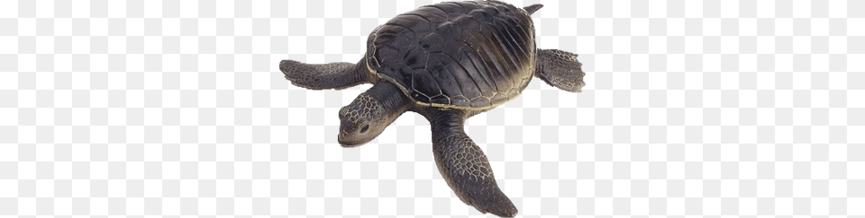 Turtle, Animal, Reptile, Sea Life, Tortoise Png Image