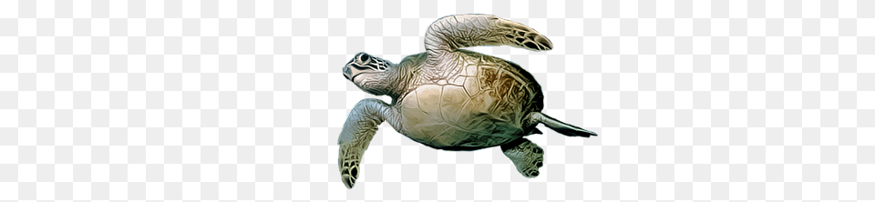 Turtle, Animal, Reptile, Sea Life, Sea Turtle Png