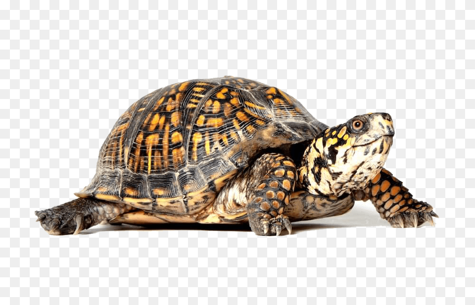 Turtle, Animal, Box Turtle, Reptile, Sea Life Free Transparent Png