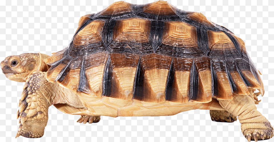 Turtle, Animal, Reptile, Sea Life, Tortoise Png