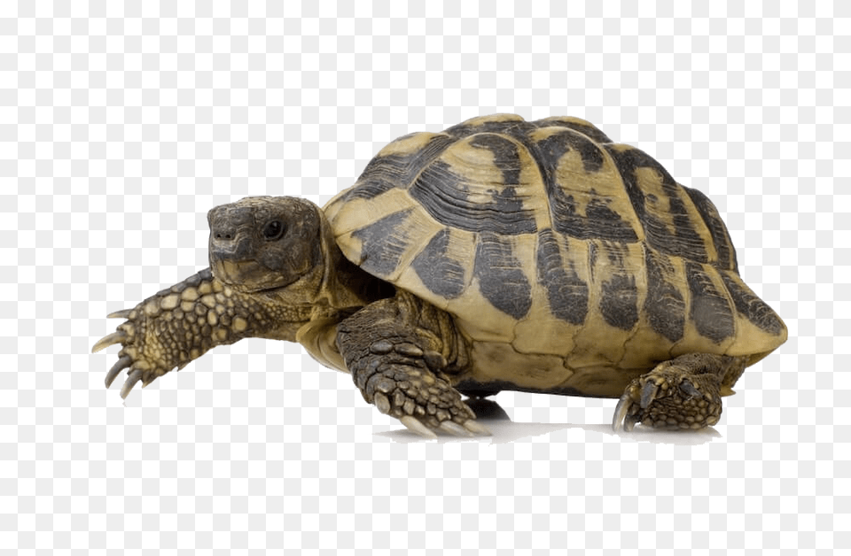 Turtle, Animal, Reptile, Sea Life, Tortoise Free Png Download
