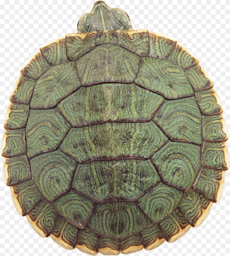 Turtle, Animal, Reptile, Sea Life, Tortoise Free Transparent Png