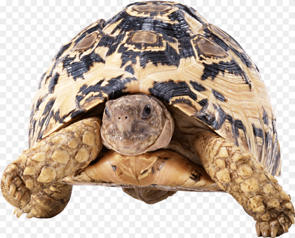 Turtle, Animal, Reptile, Sea Life, Tortoise Png Image