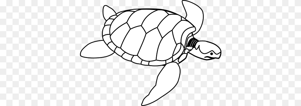 Turtle Animal, Reptile, Sea Life, Tortoise Png