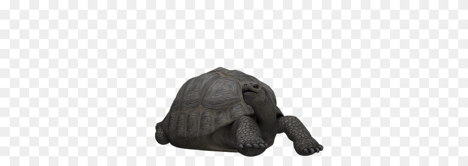 Turtle Animal, Reptile, Sea Life, Tortoise Free Png