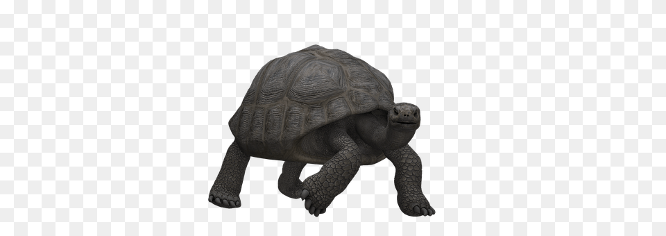 Turtle Animal, Reptile, Sea Life, Tortoise Free Transparent Png