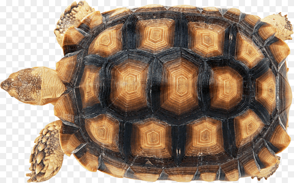 Turtle Free Transparent Png