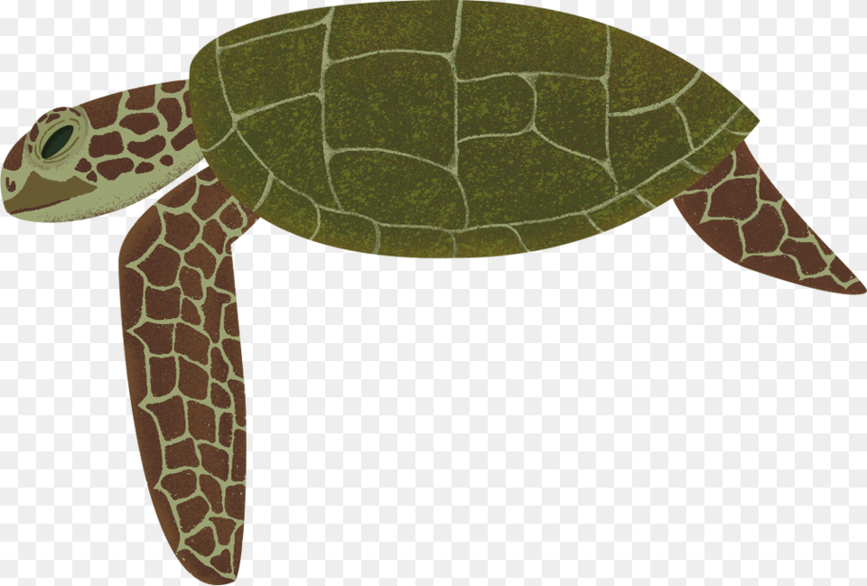 Turtle, Animal, Reptile, Sea Life, Sea Turtle Png Image