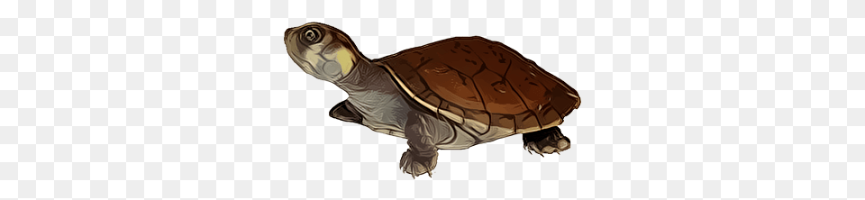 Turtle, Animal, Box Turtle, Sea Life, Reptile Png Image