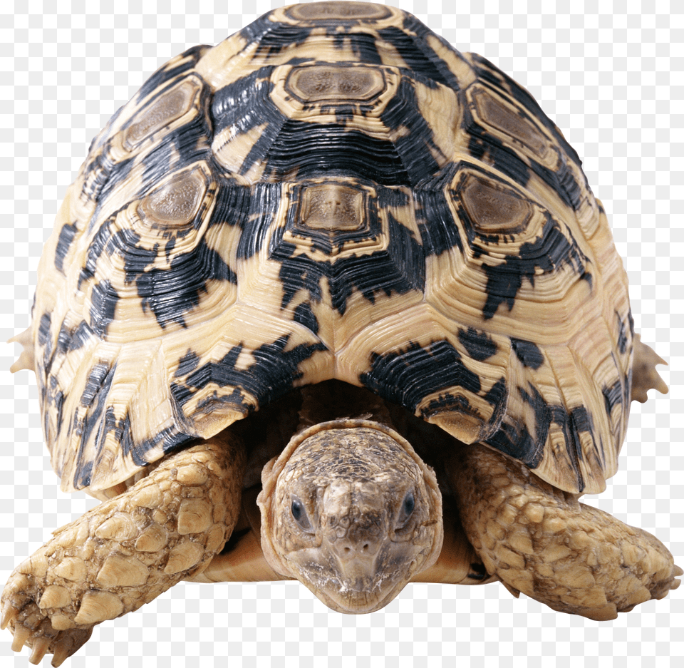 Turtle, Animal, Reptile, Sea Life, Tortoise Free Png