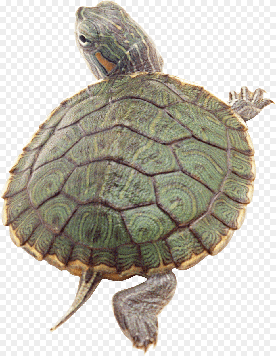 Turtle, Animal, Reptile, Sea Life, Tortoise Png Image