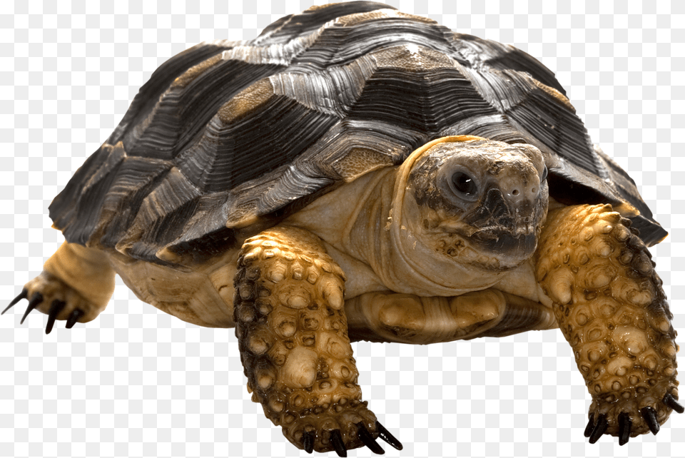 Turtle, Animal, Reptile, Sea Life, Tortoise Png Image