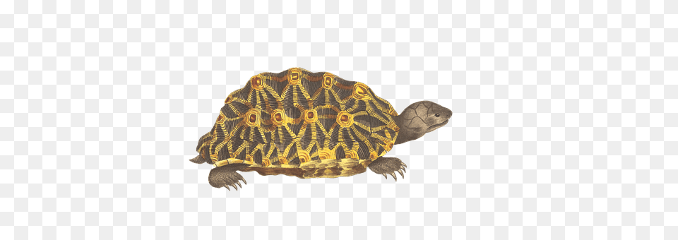 Turtle Animal, Reptile, Sea Life, Tortoise Png