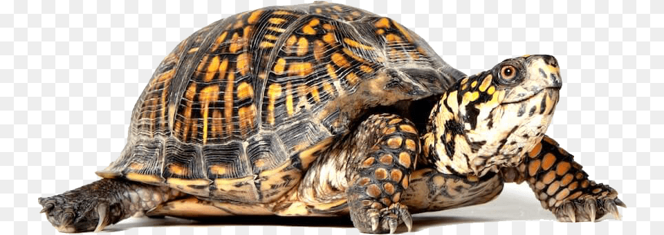 Turtle, Animal, Box Turtle, Reptile, Sea Life Free Transparent Png
