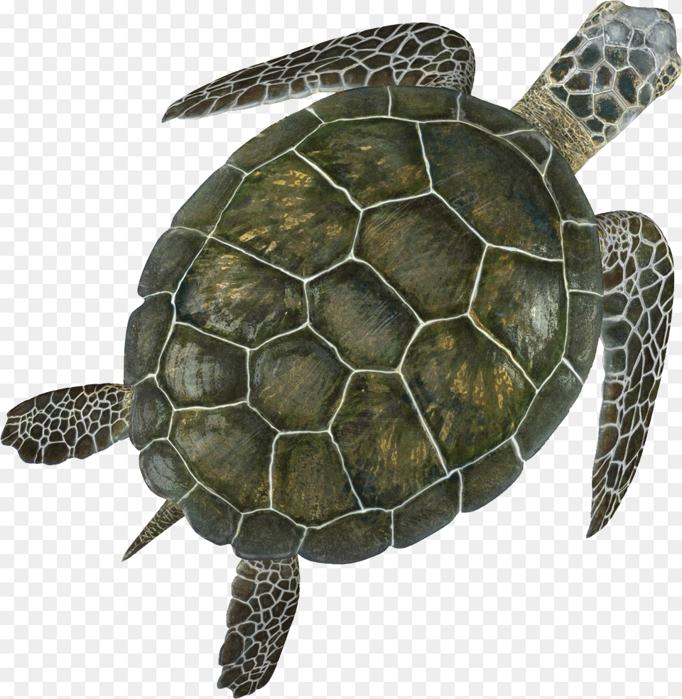 Turtle, Animal, Reptile, Sea Life, Tortoise Png