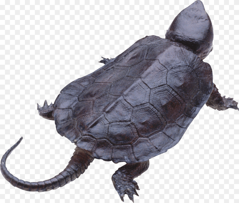 Turtle, Animal, Reptile, Sea Life, Tortoise Free Png Download
