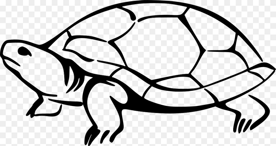 Turtle, Animal, Reptile, Sea Life, Tortoise Free Transparent Png