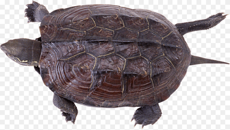 Turtle, Animal, Reptile, Sea Life, Box Turtle Free Png