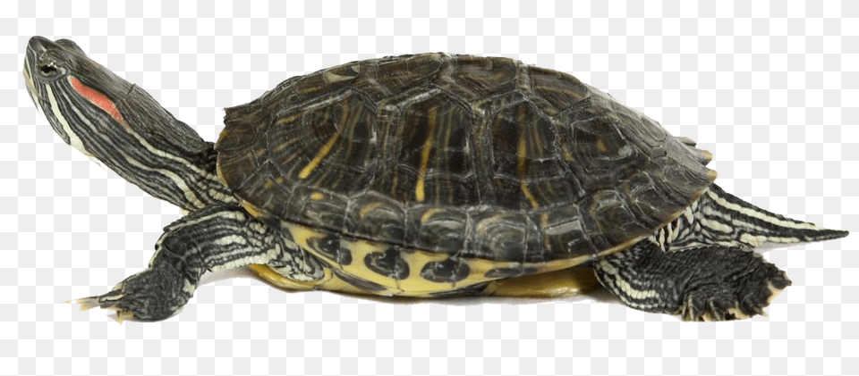 Turtle, Animal, Reptile, Sea Life, Tortoise Free Png