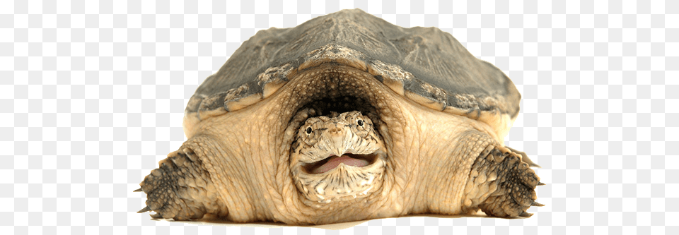 Turtle, Animal, Reptile, Sea Life, Tortoise Png
