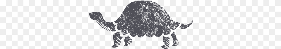 Turtle, Animal, Baby, Person, Mammal Free Png