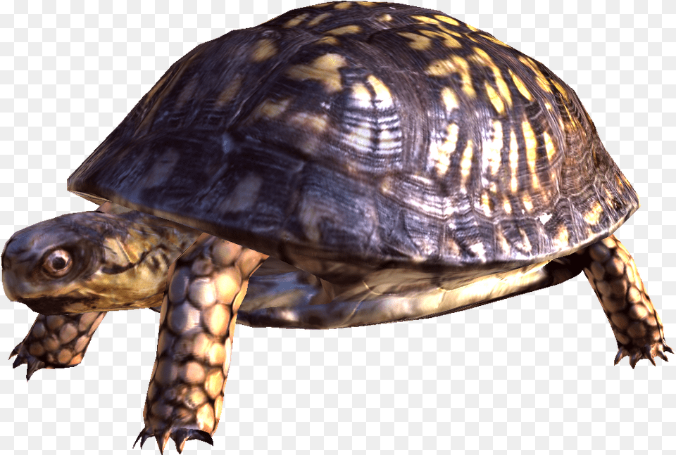 Turtle, Animal, Box Turtle, Reptile, Sea Life Png