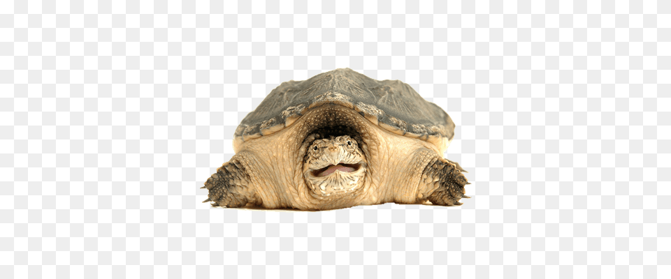 Turtle, Animal, Reptile, Sea Life, Tortoise Free Png