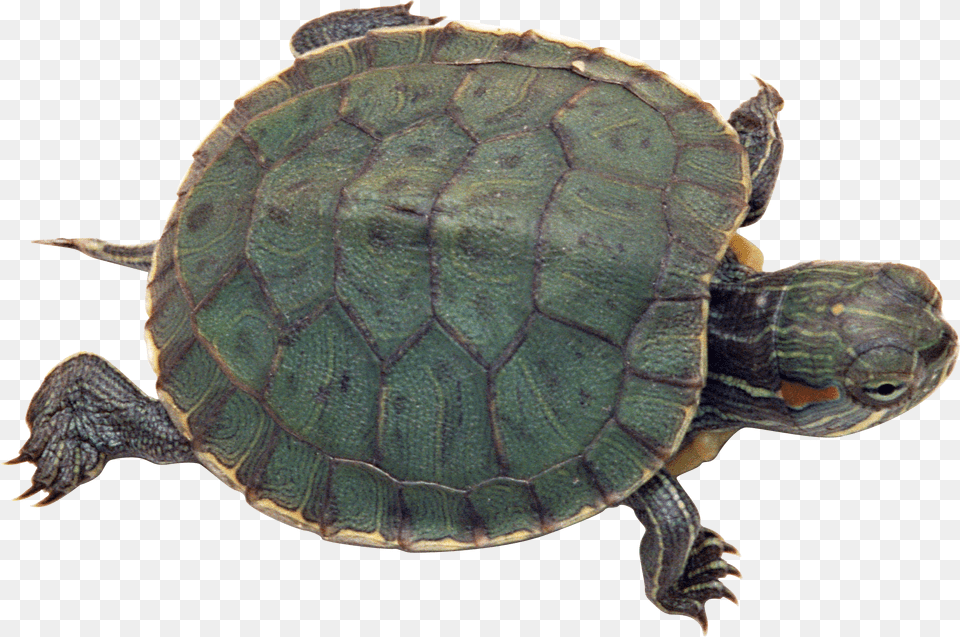 Turtle, Animal, Reptile, Sea Life, Box Turtle Png