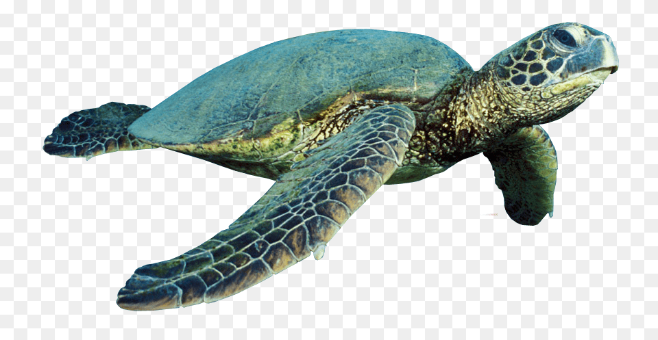 Turtle, Animal, Reptile, Sea Life, Sea Turtle Free Png