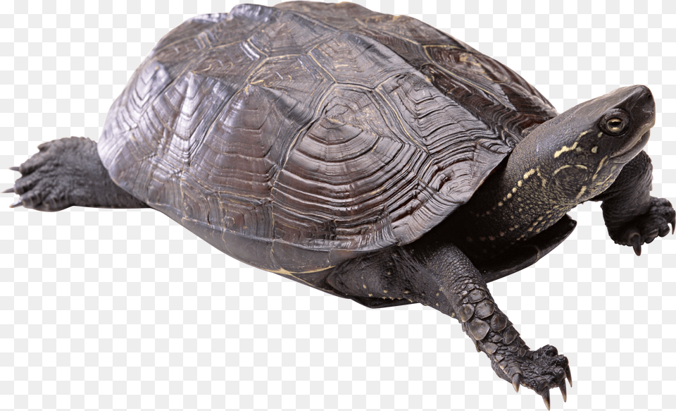 Turtle, Animal, Reptile, Sea Life, Box Turtle Free Transparent Png