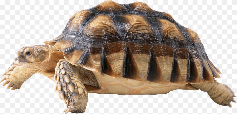 Turtle, Animal, Reptile, Sea Life, Tortoise Free Transparent Png