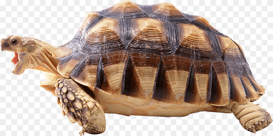 Turtle, Animal, Reptile, Sea Life, Tortoise Free Png