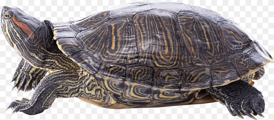 Turtle, Animal, Reptile, Sea Life, Tortoise Free Transparent Png