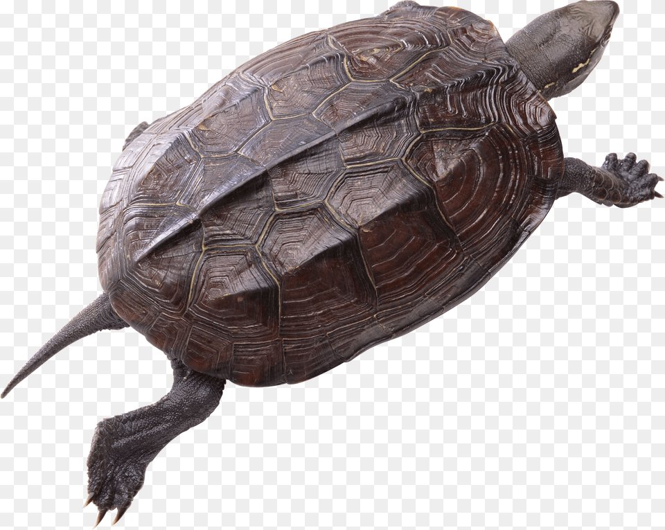 Turtle, Animal, Reptile, Sea Life, Tortoise Png Image