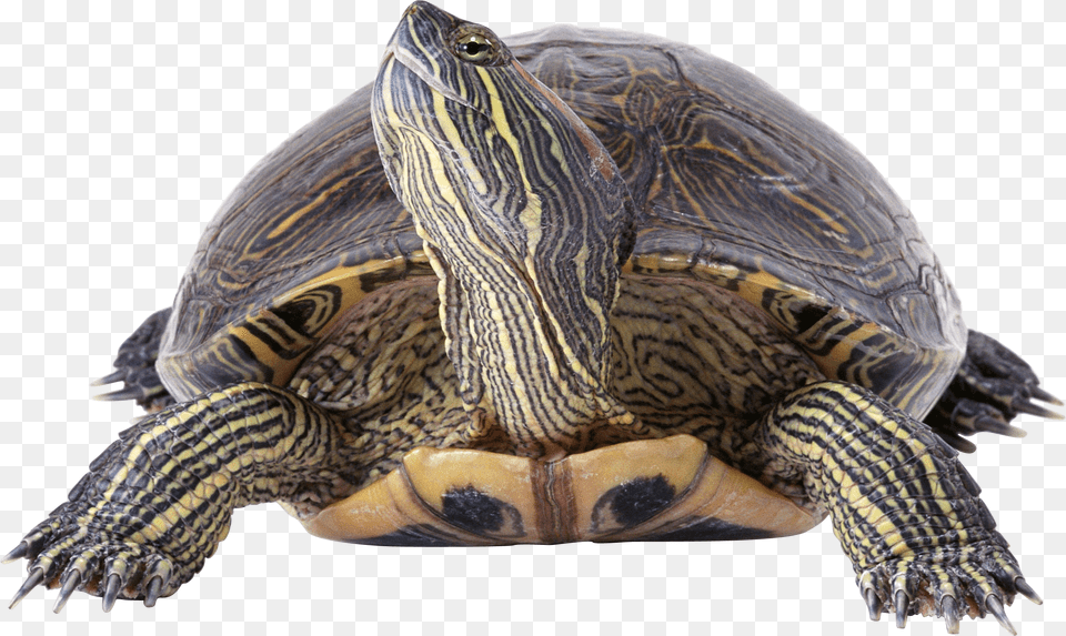 Turtle, Animal, Reptile, Sea Life, Tortoise Png Image