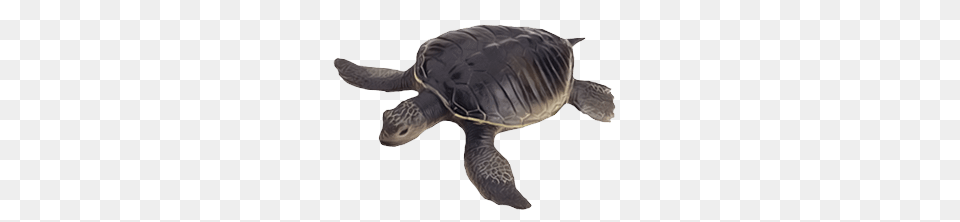 Turtle, Animal, Reptile, Sea Life, Sea Turtle Free Transparent Png