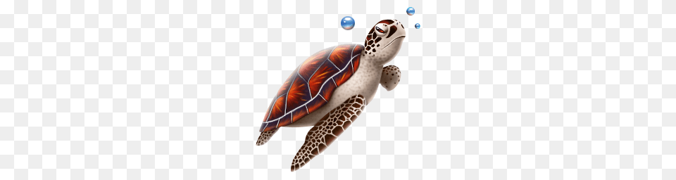 Turtle, Animal, Reptile, Sea Life, Sea Turtle Png