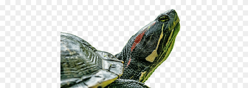 Turtle Animal, Reptile, Sea Life, Box Turtle Png