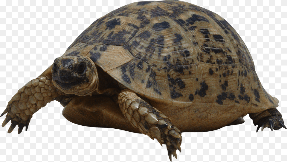 Turtle Png Image