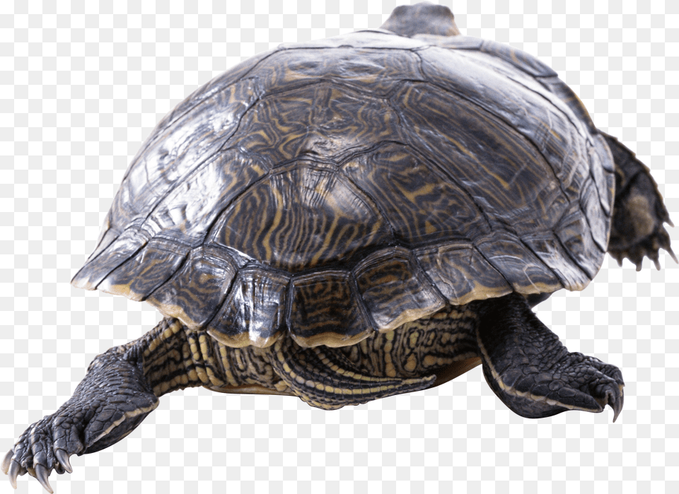 Turtle, Animal, Reptile, Sea Life, Tortoise Free Png Download