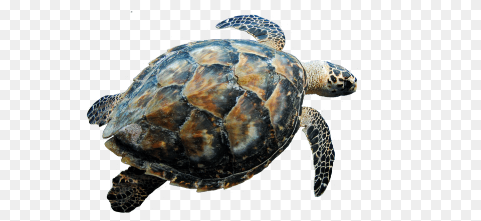 Turtle, Animal, Reptile, Sea Life, Sea Turtle Free Png