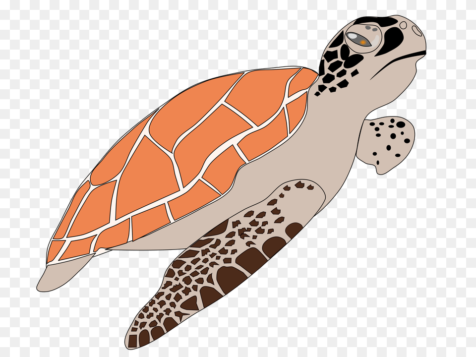 Turtle, Animal, Reptile, Sea Life, Sea Turtle Png Image